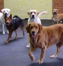 Round Dot Rubber Kennel Flooring - Slip Not Co Uk